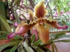 xondhan-orchid-10