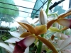 xondhan-orchid-11