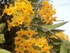 xondhan-orchid-12