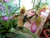 xondhan-orchid-2
