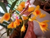 xondhan-orchid-3