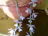 xondhan-orchid-5