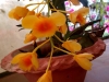 xondhan-orchid-8