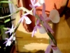xondhan-orchid-9