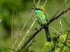 xondhan-green-bee-eater