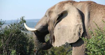 xondhan-south-africa-elephant