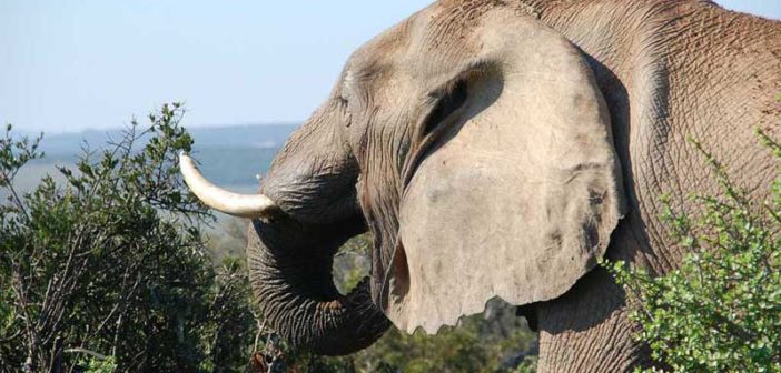 xondhan-south-africa-elephant