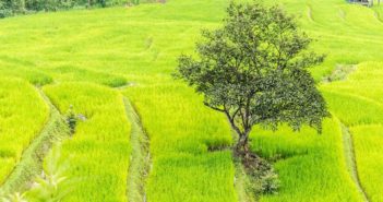 xondhan-rice-field-green