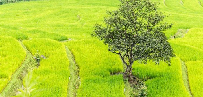 xondhan-rice-field-green